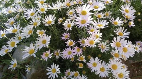 Pink daisies,  background, wallpaper, texture Stock Photos
