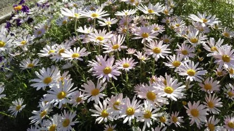 Pink daisies,  background, wallpaper, texture Stock Photos