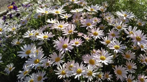 Pink daisies, background, wallpaper, texture Stock Photos
