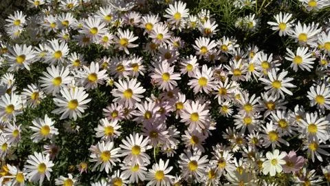 Pink daisies,  background, wallpaper, texture Stock Photos