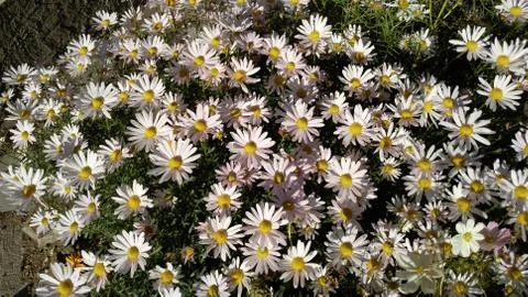 Pink daisies, background, wallpaper, texture Stock Photos