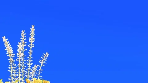 Pink Daisies on Blue Screen Background Stock Footage 330985198