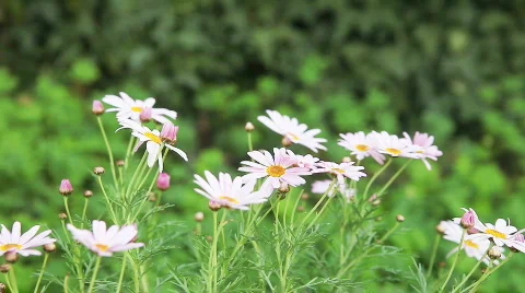 Pink daisies Stock Footage 624120