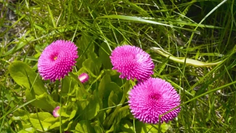 Pink daisies Video stock 240864458