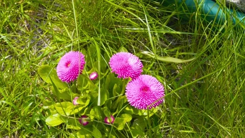 Pink daisies in the grass Video stock 240864147