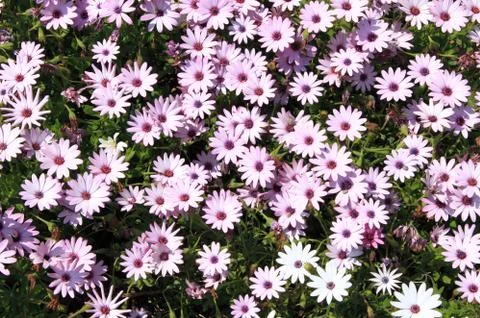 Pink daisies Stock Photos