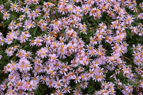 Pink daisies Stock Photos