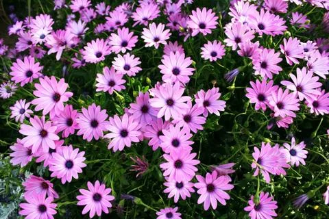 Pink daisies Stock Photos