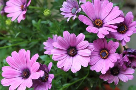 Pink daisies Stock Photos