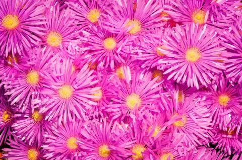 Pink Daisies texture Stock Photos