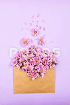 Pink daisies in a vintage brown envelope, flatlay, violet background, spring Stock Photos