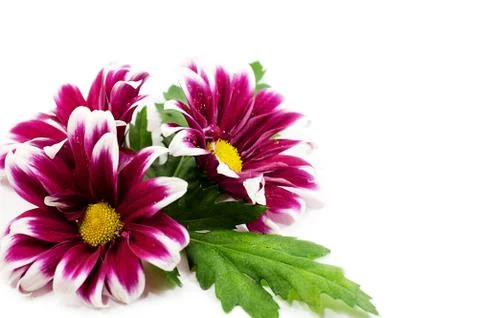 Pink daisis Stock Photos