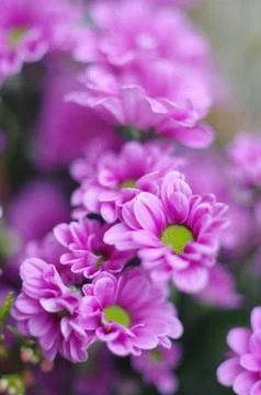 Pink Daisy Background Stock Photos
