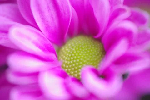 Pink Daisy Background Stock Photos