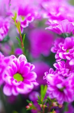 Pink Daisy Background Stock Photos