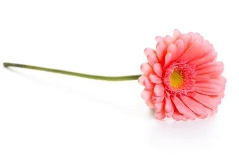 Pink daisy flower Stock Photos