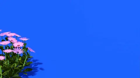 Pink Daisy Flowers Against a Solid Vibrant Blue Background Stock Footage 330985210