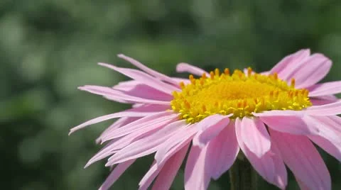 Pink daisy Stock Footage 11498387