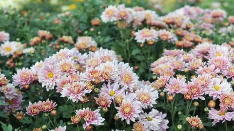 Pink Daisy Stock Footage 42284154
