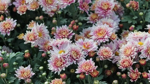 Pink Daisy Stock Footage 42284158