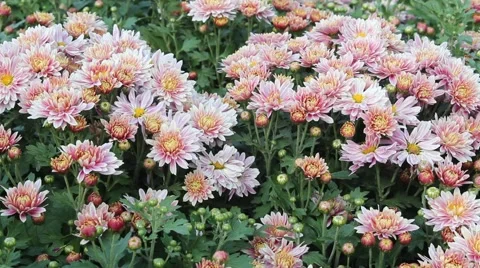 Pink Daisy Stock Footage 42284422