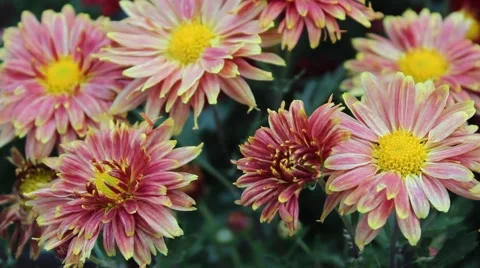 Pink Daisy Stock Footage 42363094