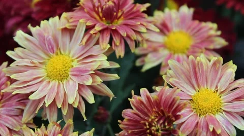 Pink Daisy Stock Footage 42364107