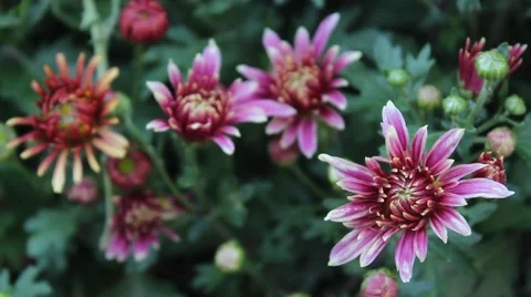 Pink Daisy Video stock 42404602