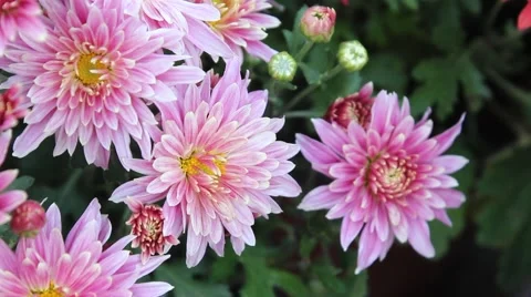 Pink Daisy Stock Footage 42410573