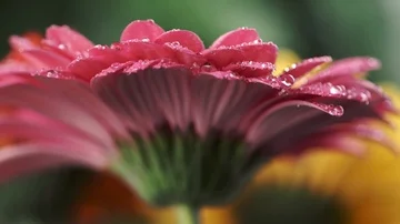 Pink daisy-gerbera with dew drops. Shallow DOF. Slow motion shot Stock Footage 86010341