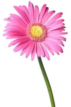 Pink daisy isolated Foto stock