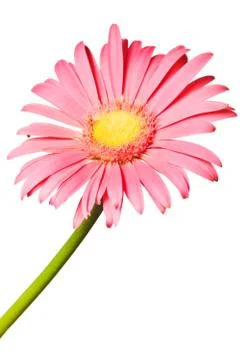 Pink daisy isolated Stock Photos