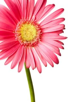 Pink daisy isolated Foto stock