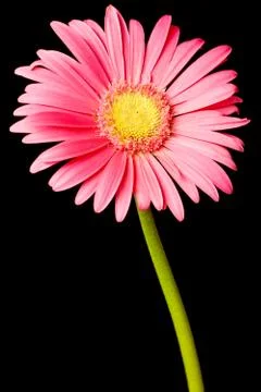 Pink daisy isolated Stock Photos