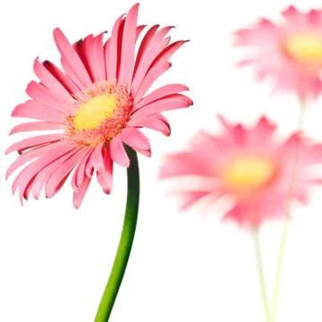 Pink daisy isolated Stock Photos