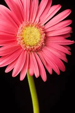 Pink daisy isolated Stock Photos