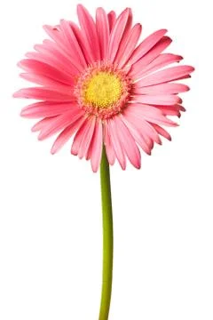 Pink daisy isolated Foto stock