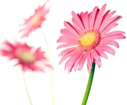Pink daisy isolated Foto stock