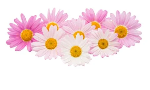 Pink daisy isolated Stock Photos