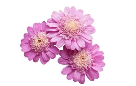 Pink daisy isolated Stock Photos