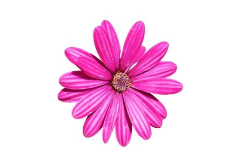 Pink daisy isolated on white Photos
