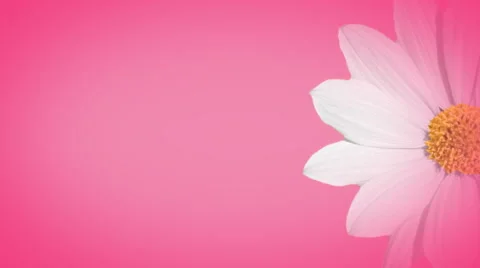 Pink Daisy Loopable 1080  background Stock Footage 50661795