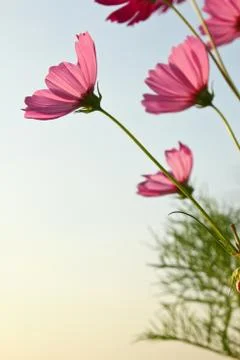 Pink daisy Stock Photos