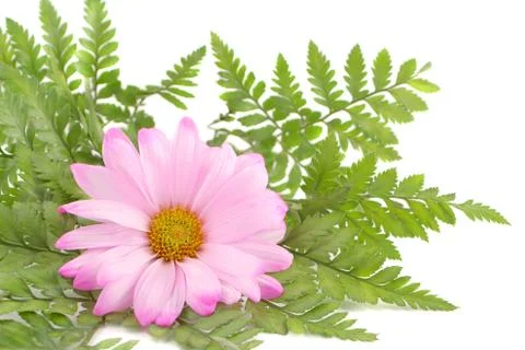 Pink daisy Stock Photos