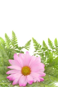 Pink daisy Stock Photos