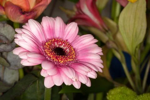 Pink daisy Stock Photos