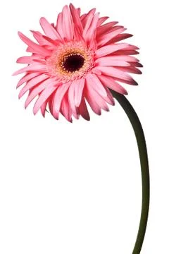 Pink daisy Stock Photos