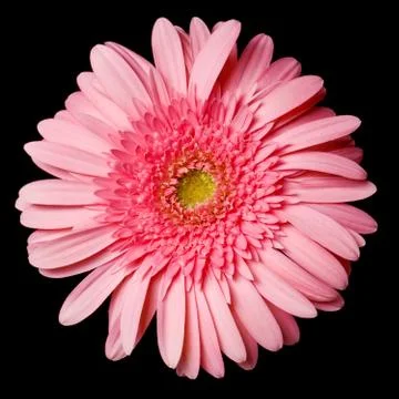 Pink daisy Foto stock