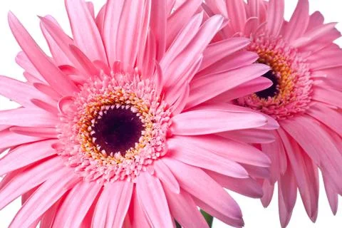 Pink daisy Foto stock