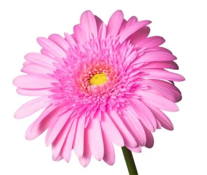Pink daisy Stock Photos